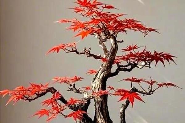 红枫扦插后过多长时间会生根,经过1个月左右会长出根系