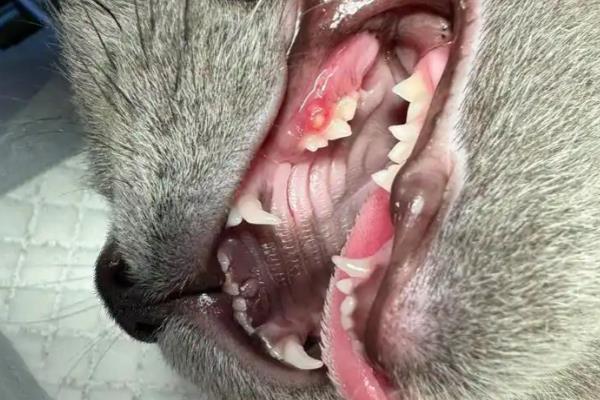 猫咪双排牙的危害,会让恒齿生长变得缓慢