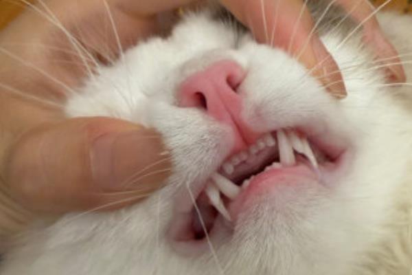 猫咪双排牙的危害,会让恒齿生长变得缓慢