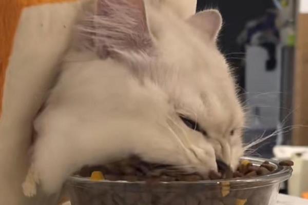 猫咪双排牙的危害,会让恒齿生长变得缓慢
