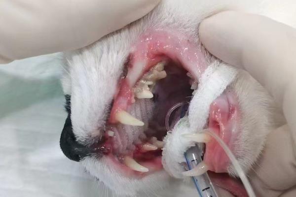 猫咪双排牙的危害,会让恒齿生长变得缓慢