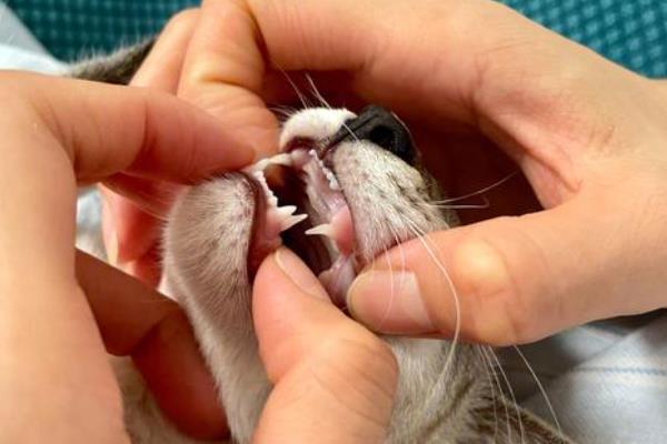 猫咪双排牙的危害,会让恒齿生长变得缓慢