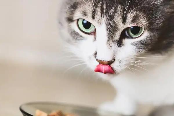 猫咪双排牙的危害,会让恒齿生长变得缓慢