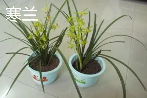 野生兰花的品种，常见的建兰、蕙兰等