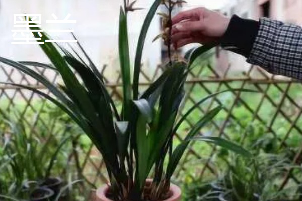 野生兰花的品种，常见的建兰、蕙兰等