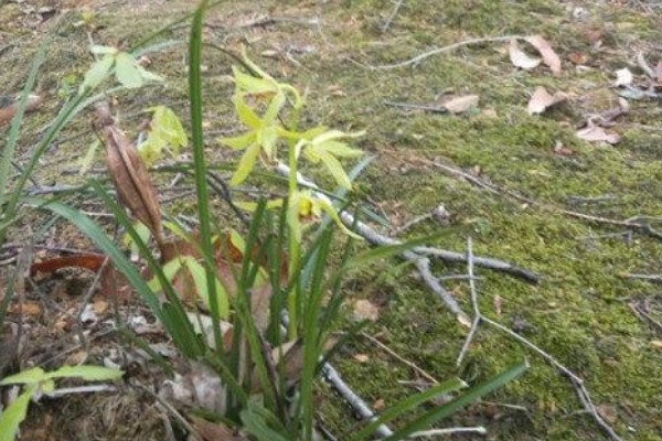 野生兰花的品种，常见的建兰、蕙兰等