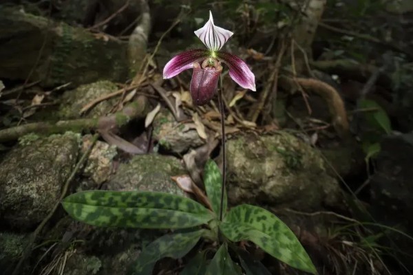 野生兰花的品种，常见的建兰、蕙兰等