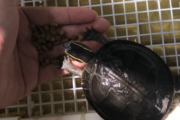 安布闭壳龟为何不吃食,一般是温度不适、年龄过小等因素所致