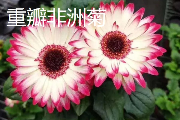 非洲菊种子的购买途径，网站平台、花木市场均有销售