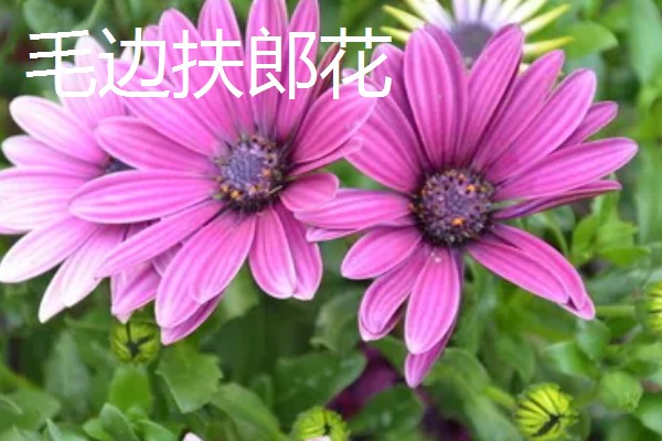 非洲菊种子的购买途径，网站平台、花木市场均有销售