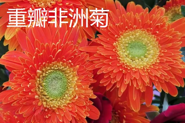 非洲菊种子的购买途径，网站平台、花木市场均有销售