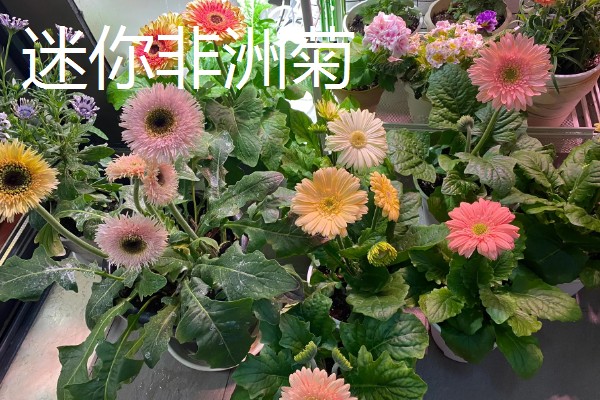 非洲菊种子的购买途径，网站平台、花木市场均有销售