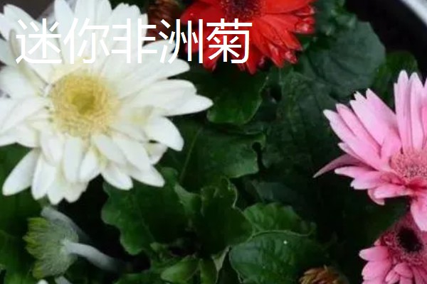 非洲菊种子的购买途径，网站平台、花木市场均有销售