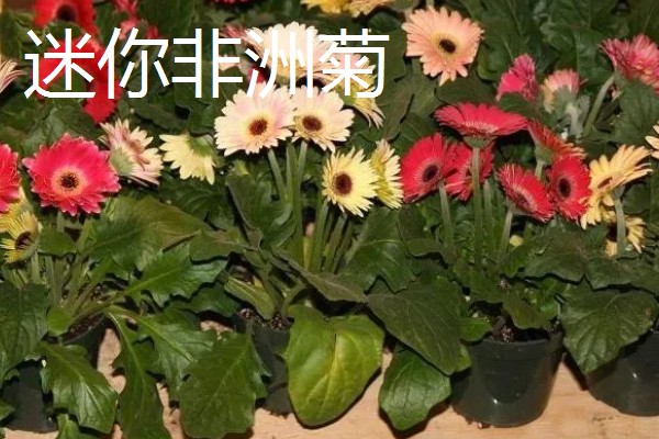 非洲菊种子的购买途径，网站平台、花木市场均有销售