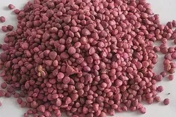菠菜种子要泡多久才可以种,需要浸泡5-6个小时