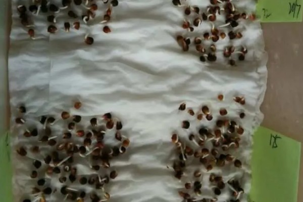 菠菜种子要泡多久才可以种,需要浸泡5-6个小时