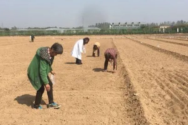 菠菜种子要泡多久才可以种,需要浸泡5-6个小时