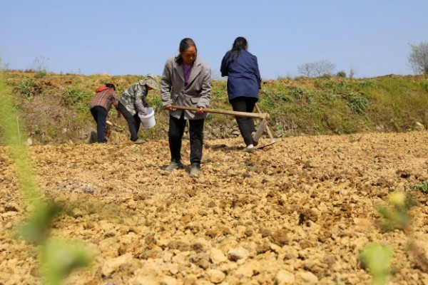 菠菜种子要泡多久才可以种,需要浸泡5-6个小时