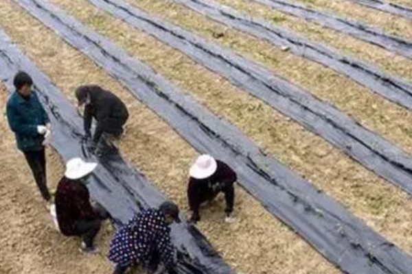 菠菜种子要泡多久才可以种,需要浸泡5-6个小时