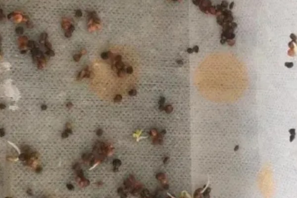 菠菜种子要泡多久才可以种,需要浸泡5-6个小时