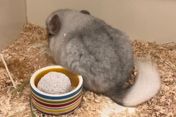 龙猫吃便便的原因，是动物的天性
