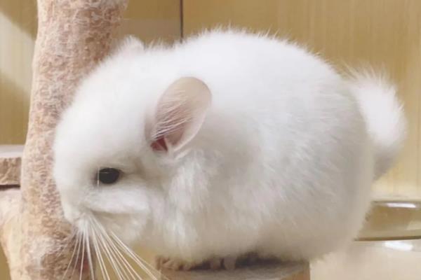 龙猫吃便便的原因，是动物的天性