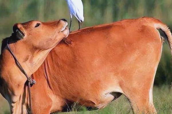 牛快下牛犊的反应,乳房会开始膨胀、肿胀等