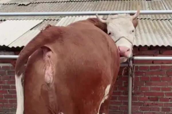 牛快下牛犊的反应,乳房会开始膨胀、肿胀等