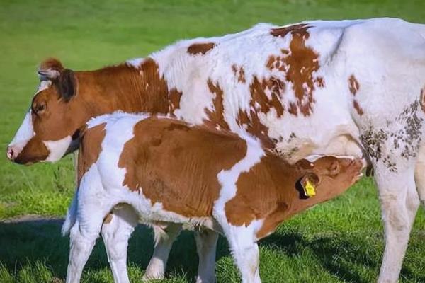 牛快下牛犊的反应,乳房会开始膨胀、肿胀等