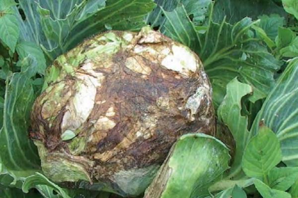 甘蓝软腐病怎么防治,可喷施农用链霉素等药物