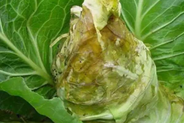 甘蓝软腐病怎么防治,可喷施农用链霉素等药物