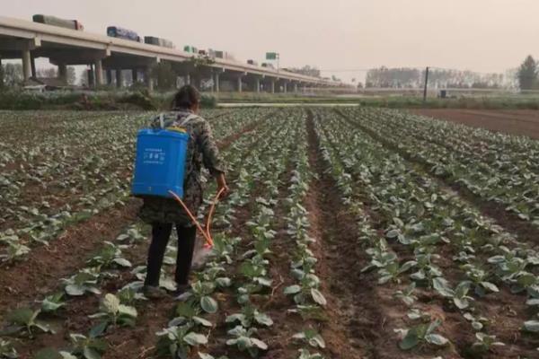 甘蓝软腐病怎么防治,可喷施农用链霉素等药物