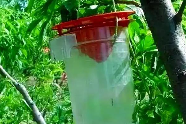甘蓝软腐病怎么防治,可喷施农用链霉素等药物