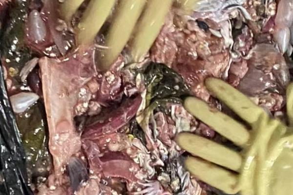 怎么把油饼做成花肥,装入瓶中注入清水然后密封发酵