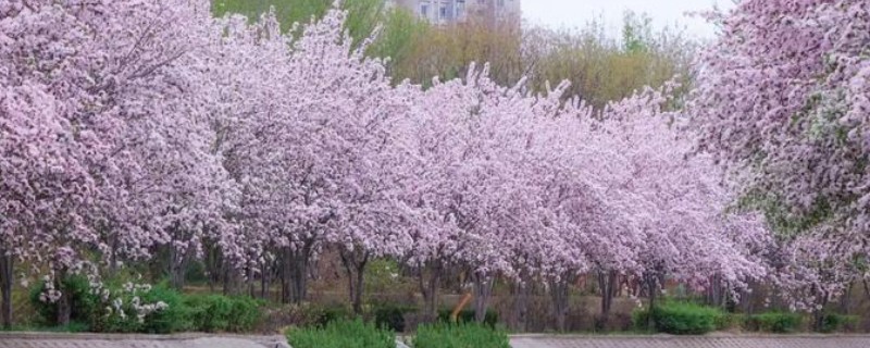 北京海棠花溪的开花时间，3-5月份开花