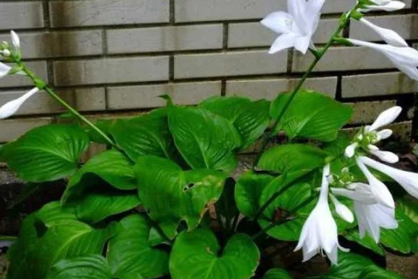 玉簪花用多深的盆养,用15厘米左右深的盆合适