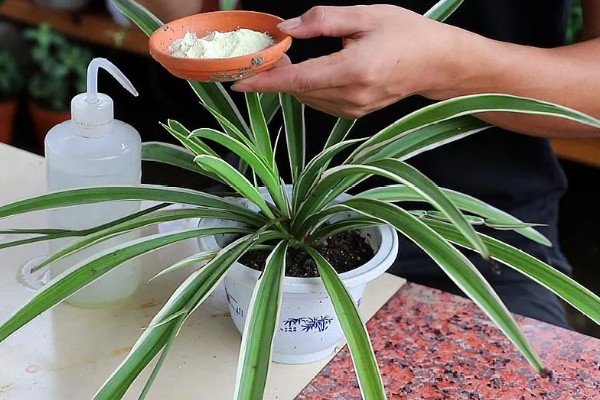 吊兰叶尖干枯了能剪掉吗,需经常保持盆土湿润