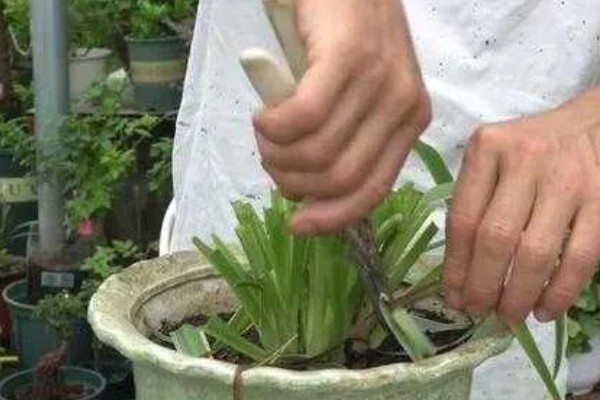 吊兰叶尖干枯了能剪掉吗,需经常保持盆土湿润
