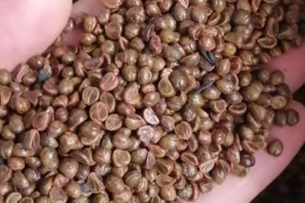 怎么种植爬山虎，播种后覆盖薄膜