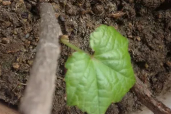 怎么种植爬山虎，播种后覆盖薄膜