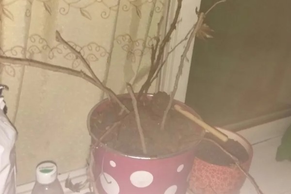 怎么种植爬山虎，播种后覆盖薄膜
