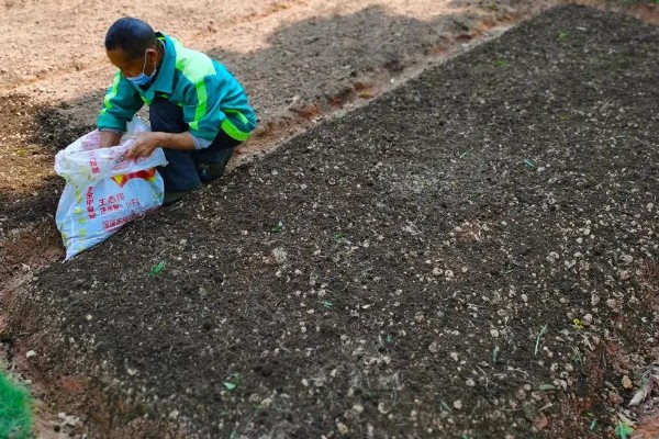 怎么种植爬山虎，播种后覆盖薄膜