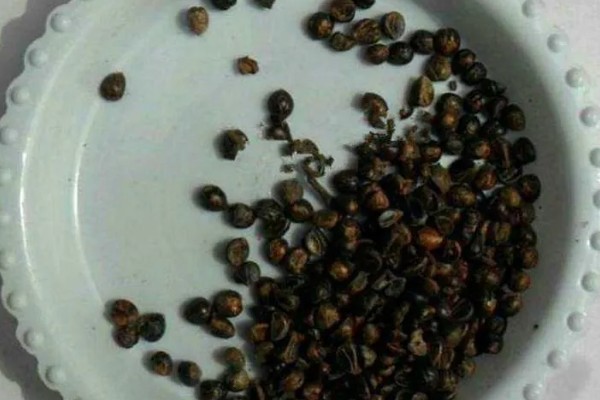 怎么种植爬山虎，播种后覆盖薄膜