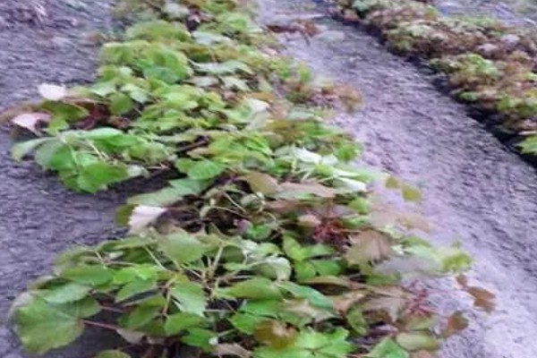 怎么种植爬山虎，播种后覆盖薄膜