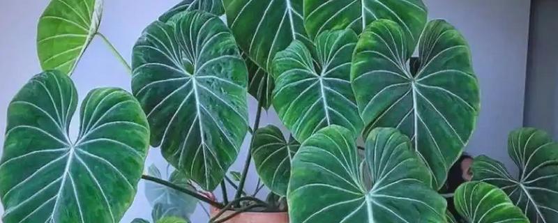 蔓绿绒的品种，红苞蔓绿绒、立叶蔓绿绒等品种很常见
