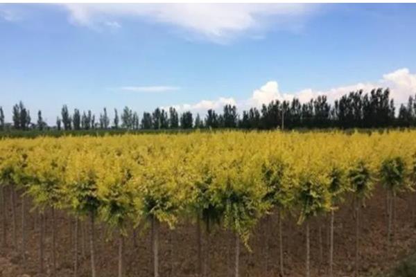 让树木快速生长的肥料是什么，是氮肥、磷肥等