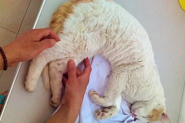 犬猫髋关节脱位的临床症状,股骨头与关节窝脱出