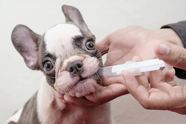 犬猫髋关节脱位的临床症状,股骨头与关节窝脱出
