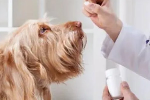 犬猫髋关节脱位的临床症状,股骨头与关节窝脱出