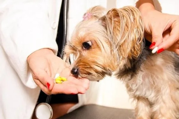 犬猫髋关节脱位的临床症状,股骨头与关节窝脱出